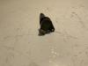 Original Daihatsu Sirion Zündspule Bj 2004-2010 OEM 19500-B2040-
